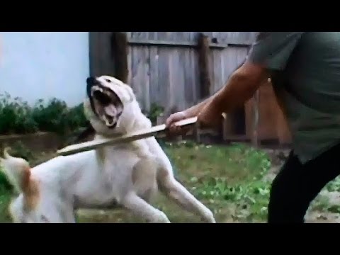 asian dog fight