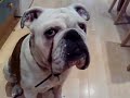 bulldog cross boxer chops
