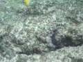 The Last Snorkel.mov