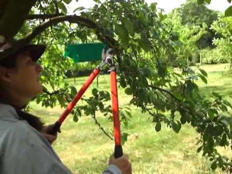 how to care plum tree