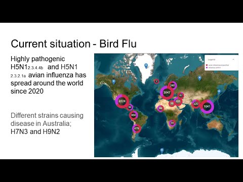 <p>Bird flu – what does it mean for birds and people?</p>
 video thumbnail