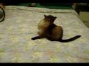 ボール猫動画
