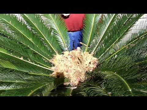 sago - http://www.billybobeatstexas.com/ ... supports this Sago Video. Watch and learn as I show you everything you need to know about harvesting King Sago Seeds. S...