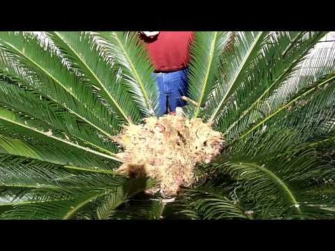 how to replant sago palm pups