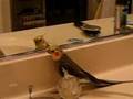 Baxter the cockatiel singing in the mirror