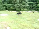 Exeter Pines