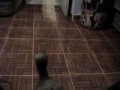 Entrenando un minino