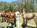 TROPILLA DE CABALLOS TROPILLA DE CABALLOS