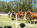 videos de TROPILLA DE CABALLOS