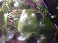 Albino boa in naturalistic terrarium hits poor mouse