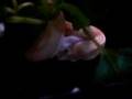 Albino boa in naturalistic terrarium hits poor mouse