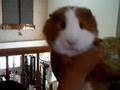 s'mores the ultimate guinea pig