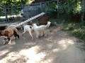 Marquette County Humane Society-Nuckies