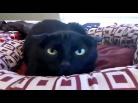 Смешные видео с котами