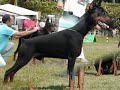 Dobermann - Irinland Edmon Emperor Dobermann - Irinland Edmon Emperor