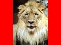 LION ATTACKS AND KILLS CAMERAMAN LION ATTACKS AND KILLS CAMERAMAN