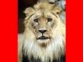 LION ATTACKS AND KILLS CAMERAMAN