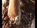 My beautiful feet walking through leaves and squishing devil dogs. For foot lovers  and squish affectionados.