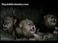 Lions Lions
