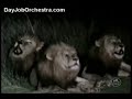 Lions Lions