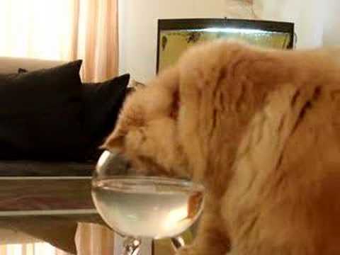 persian cat   fishing(Atan)