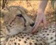 Meet Rebecca Klein, director, Cheetah Conservation Botswana