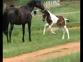 Pantera @ 5 weeks old
