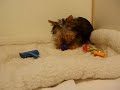 Tiny teacup yorkie Noel Video.MOV
