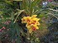 lindas orquideas como ouro ..