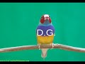 Finches bird- Aviari la casa del diamant