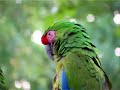 United colors of Birds