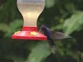 United colors of Birds
