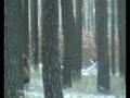 videos de Treibjagd in Gräfendorf 22.11.08