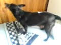 Plze? - ?aneta a anglická slanina Plze? - ?aneta a anglická slanina