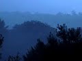 Landscape: Fog