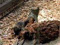 Tipping Echidna, Sydney Australia Tipping Echidna, Sydney Australia