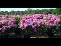 Click here to watch this video Rhododendron.County of Bucks PA PLANT SALE 215-249-1236 : orserlandscaping.com