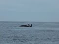 Orca Transients Monterey Bay
