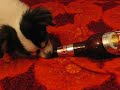 Chihuahua and beer Chihuahua and beer