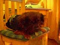 Rare Dog - Perro Raro