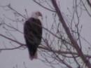 Bald Eagles at the Garrison Dam
