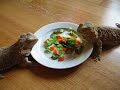 Bearded dragons eating