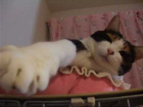 ラブラブな猫 - Sweet time of my cat.