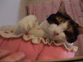 ラブラブな猫 - Sweet time of my cat.