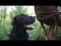 Actionfylt duejakt av Kristoffer Clausen, Pigeon hunting Actionfylt duejakt av Kristoffer Clausen, Pigeon hunting