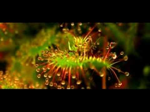 "Wild View: Carnivorous Plants" ...
