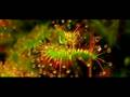 Wild View: Carnivorous Plants hosted by Wes Major.