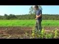 Vegetable Gardening : How to Grow Green Peppers