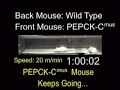 Super Mouse Super Mouse