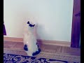 Śmieszne koty mój kot 2 funny cats lustige Katzen 猫Коты